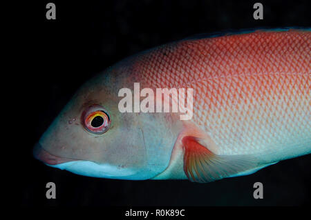 Kalifornien Sheephead, Islas San Benito, Baja California, Mexiko. Stockfoto