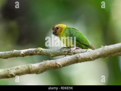 Buff-konfrontiert (Micropsitta Pygmy-Parrot pusio) ist die kleinste Papagei der Welt. Nimbokrong, Papua, Indonesien. Stockfoto