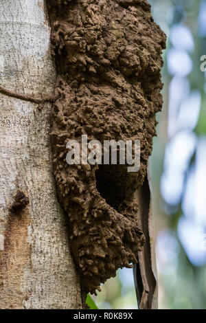 Buff-konfrontiert (Micropsitta Pygmy-Parrots pusio) ihr Nest durch Aushub in termite Nest auf einen Baum zu bauen. Nimbokrong, Papua, Indonesien. Stockfoto