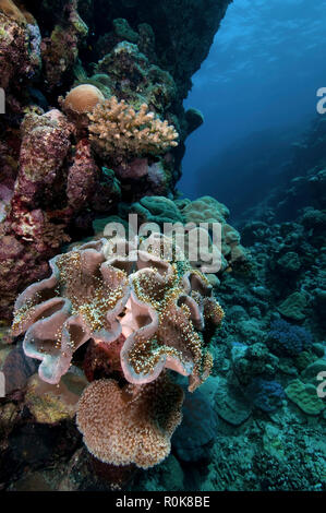 Seeanemone und Riff, Farasan Banks, Mar Mar Insel nördlich, Saudi-Arabien. Stockfoto