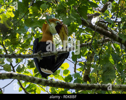 Ein männlicher Blyth's Hornbill (Rhyticeros plicatus) Nahrungssuche auf einen Baum. Nimbokrong, Papua, Indonesien. Stockfoto