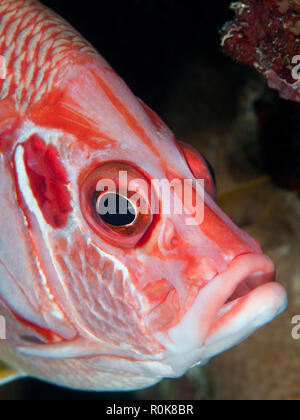 Rote Fische, Farasan Banks, Mar Mar Insel nördlich, Saudi-Arabien. Stockfoto