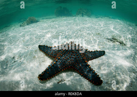 Auf sandigem Grund Mnemba Atoll, Sansibar, Tansania Seestern. Stockfoto