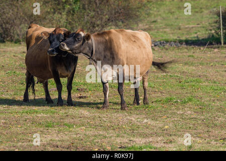 Zwei liebevolle Jersey Kühe draußen auf der Weide und liebevoll nuzzling Stockfoto