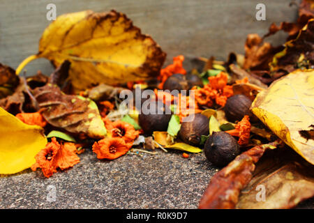 In kahului ich ging herum und machte Bilder von der Erde. Hier haben wir ein paar Blüten und Nüsse auf den Boden. Stockfoto