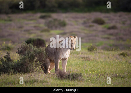 Einzelne oder isolierte Löwin (Panthera leo) Big Cat aufstehen oder stehend von grüner Vegetation in den Wilden von Südafrika im Frühjahr umgeben Stockfoto