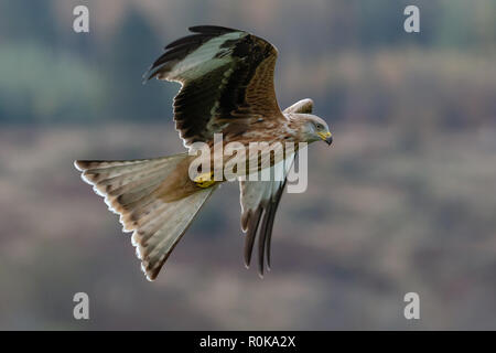 Einen roten Drachen fliegen in Neu-isenburg, Schottland, im Herbst 2018. Stockfoto