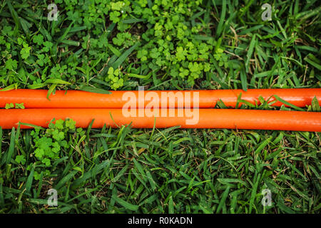 Helles orange Schlauch (zwei Zeilen) in grüne Wiese. Blick von oben. Abstrakte Gartenarbeit Hintergrund. Stockfoto