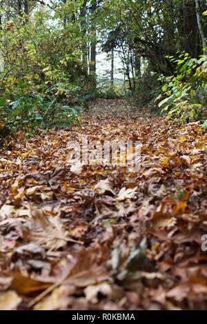 Ein Wanderweg in trockenem Laub bei William Finley Wildlife Refuge in der Nähe von Monroe, ODER, USA abgedeckt. Stockfoto