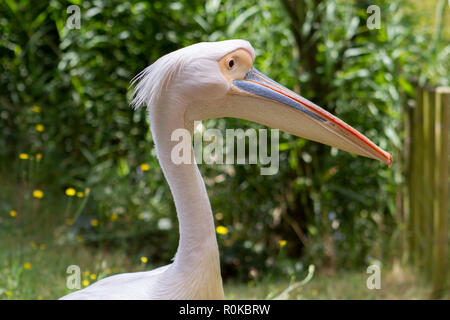 Le Pélican blanc (Pelecanus onocrotalus) est une espèce de Pélican de la famille des Pelecanidae. Bei le trouve du Sud-est de l'Europe jusqu'en Asie da Stockfoto