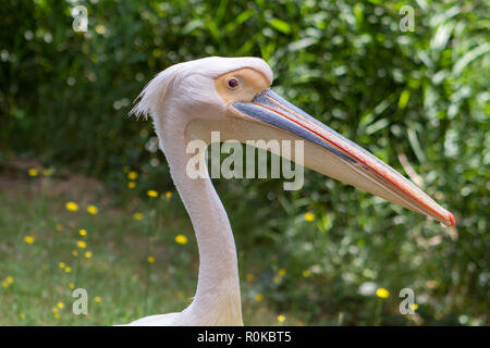 Le Pélican blanc (Pelecanus onocrotalus) est une espèce de Pélican de la famille des Pelecanidae. Bei le trouve du Sud-est de l'Europe jusqu'en Asie da Stockfoto