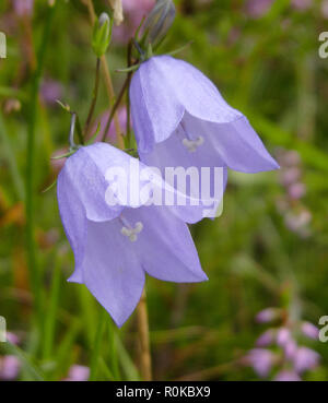 Glockenblumen (Campanula rotundifolia) in Blüte im August, Großbritannien Stockfoto