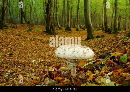 Sonnenschirm Pilz in einer waldreichen Umgebung wachsenden Stockfoto