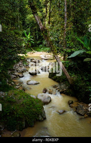 Schöne Landschaft während der trekking Parit fällt in Cameron Highlands Berge im Nationalpark in Malaysia. Das Reisen über South East Asi Stockfoto