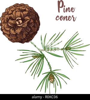 Realistische botanischen Tuschezeichnung des bunten Tannenbaum Äste mit Pine Cone auf weißem Hintergrund. Vektorgrafiken Stock Vektor