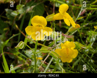 Erythranthe guttata formerley Wissen als Mimulus Guttatus im August (Gelber Affe Blume oder Sickern Monkeyflower), Großbritannien Stockfoto