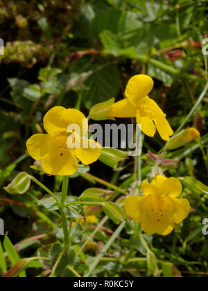 Erythranthe guttata formerley Wissen als Mimulus Guttatus im August (Gelber Affe Blume oder Sickern Monkeyflower), Großbritannien Stockfoto