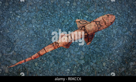 Kette catshark (Scyliorhinus retifer) kleine Haie im Atlantik. Stockfoto