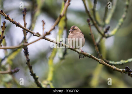 Buchfink (Fringilla coelebs) - weiblich, sitzend auf einem Zweig auf der Seite Stockfoto