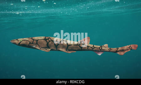 Kette catshark (Scyliorhinus retifer) kleine Haie im Atlantik. Stockfoto