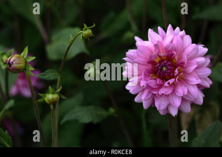 Lila Blume Dahlie closeup Schuß im Richmond Bereich von London. Garten. Stockfoto