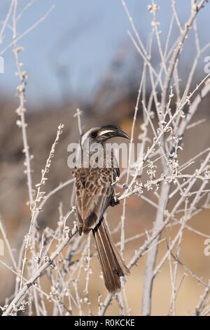 African Grey Hornbill Lophoceros nasutus, hocken in einem Baum, Etosha National Park, Namibia, Afrika Stockfoto