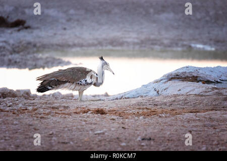 Kori Bustard, Ardeotis Kori, an einem Wasserloch in der Morgendämmerung, Etosha National Park, Namibia, Afrika Stockfoto