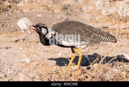 Männliche Northern Black Korhaan Afrotis afraoides, Aka White - bequillte Bustard, Etosha National Park, Namibia, Afrika Stockfoto