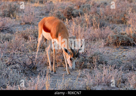 Springbock, Antidorcas marsupialis, Beweidung bei Sonnenaufgang, Etosha National Park, Namibia, Afrika Stockfoto