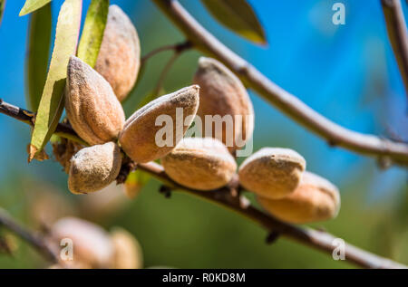 Frische Mandeln in einer Nußschale in Sizilien angebaut Stockfoto