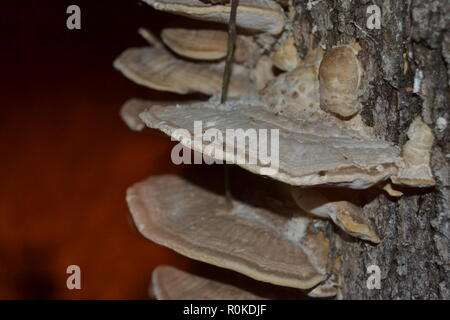 Weiß-Rot Pilz Trametes pubescens wächst auf einem Faulenden stumpf in den Wäldern. Stockfoto