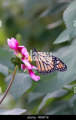 Monarch Schmetterling bestäubt eine rosa Blume in einem Garten von Gänseblümchen und Wildblumen Stockfoto