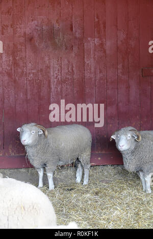 Zwei Schafe auf der Kamera in einer Scheune vor einem roten Holztür Stockfoto