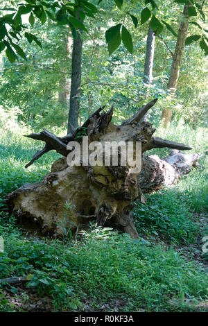 Gefallenen Baum in einem grünen Wald nach Frühling Regen Stockfoto