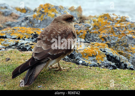 Detailansicht eines chimango Karakara in Tierra del Fuego National Park, Argentinien Stockfoto