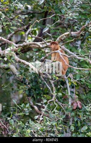 Weibliche proboscis Monkey, Nasalis larvatus, Defecating, Tanjung Puting Nationalpark, Borneo, Indonesien. Stockfoto