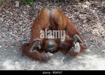 Weibliche bornesischen Orang-utan, Pongo pygmaeus, im Camp Leakey, Borneo, Indonesien. Stockfoto