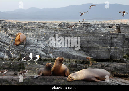 Tierwelt (Dichtungen, Kelp Möwen, Kormorane) Rest auf Felsen entlang der Magellanstraße in der Nähe von Ushuaia, Feuerland, Argentinien Stockfoto