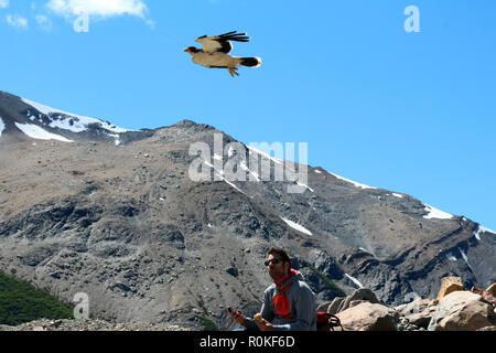 Ospey im Flug Overhead im Glacier National Park, in der Nähe von El Chalten, Argentinien Stockfoto