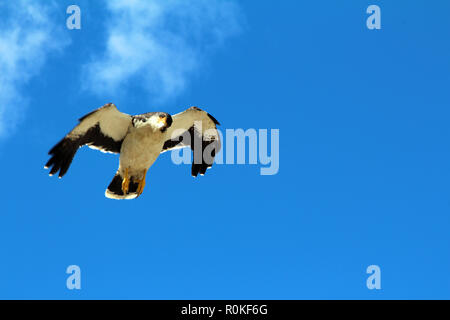 Osprey im Flug vor blauem Himmel im Glacier National Park, in der Nähe von El Chalten, Argentinien Stockfoto