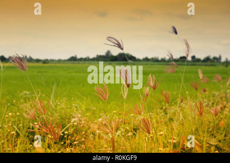 Gras und Wind am Abend auf dem Reisfeld Hintergrund. Stockfoto