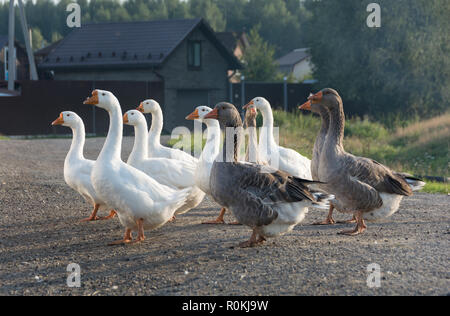 Eine Menge Gänse marschieren auf der Straße. Sie gehen in einem dichten Zustand. Sommer, einen sonnigen Abend, einem kleinen Dorf. Russland. Region Moskau Stockfoto