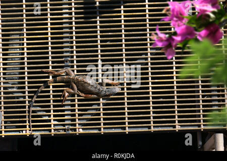 Ansicht der Leguan unter Sonne von Riverside in Florida, USA Stockfoto