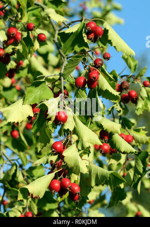 Crataegus, Weißdorn, Haw, grosse Niederlassung mit grünen Blättern und leuchtend roten Beeren vor blauem Himmel, reife Früchte, die von der Sonne beleuchtet, Tageslicht, wächst natürlich Stockfoto