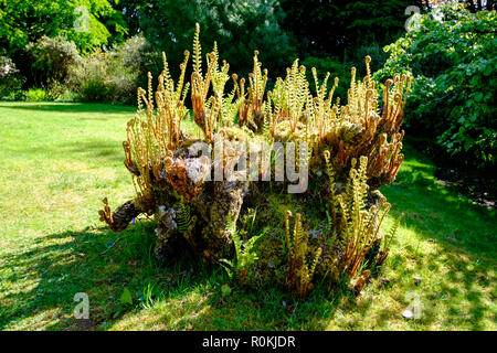 Farne wachsen auf stumpery, einem alten Baumstumpf Stockfoto