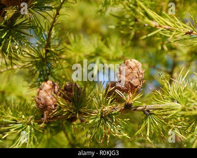 Zweige mit Zapfen von einer Lärche Baum Stockfoto