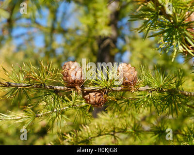 Zweige mit Zapfen von einer Lärche Baum Stockfoto