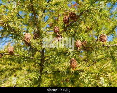 Zweige mit Zapfen von einer Lärche Baum Stockfoto