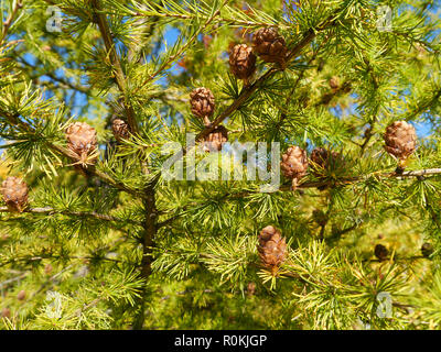 Zweige mit Zapfen von einer Lärche Baum Stockfoto