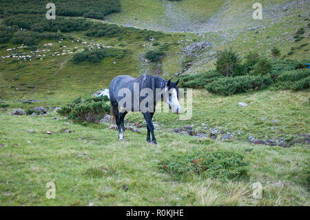 Graues Pferd in der Wildnis der Karpaten. Stockfoto